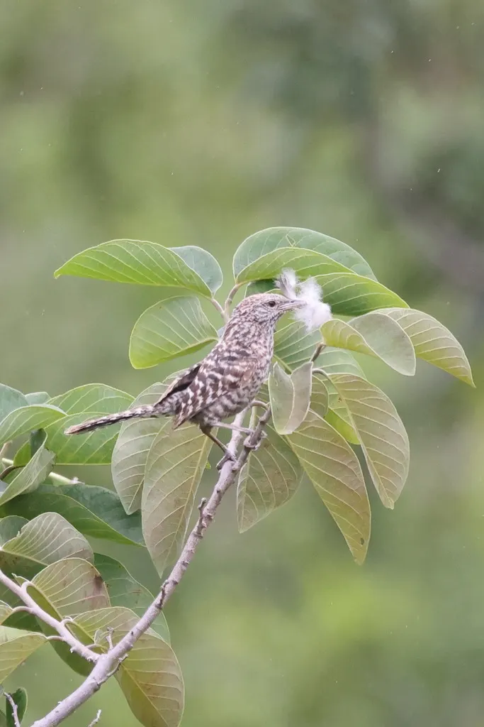 横斑曲嘴鹪鹩（Campylorhynchus fasciatus）