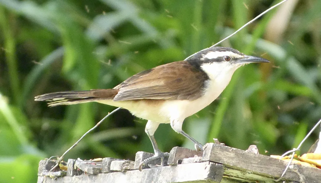 灰曲嘴鹪鹩（Campylorhynchus griseus）