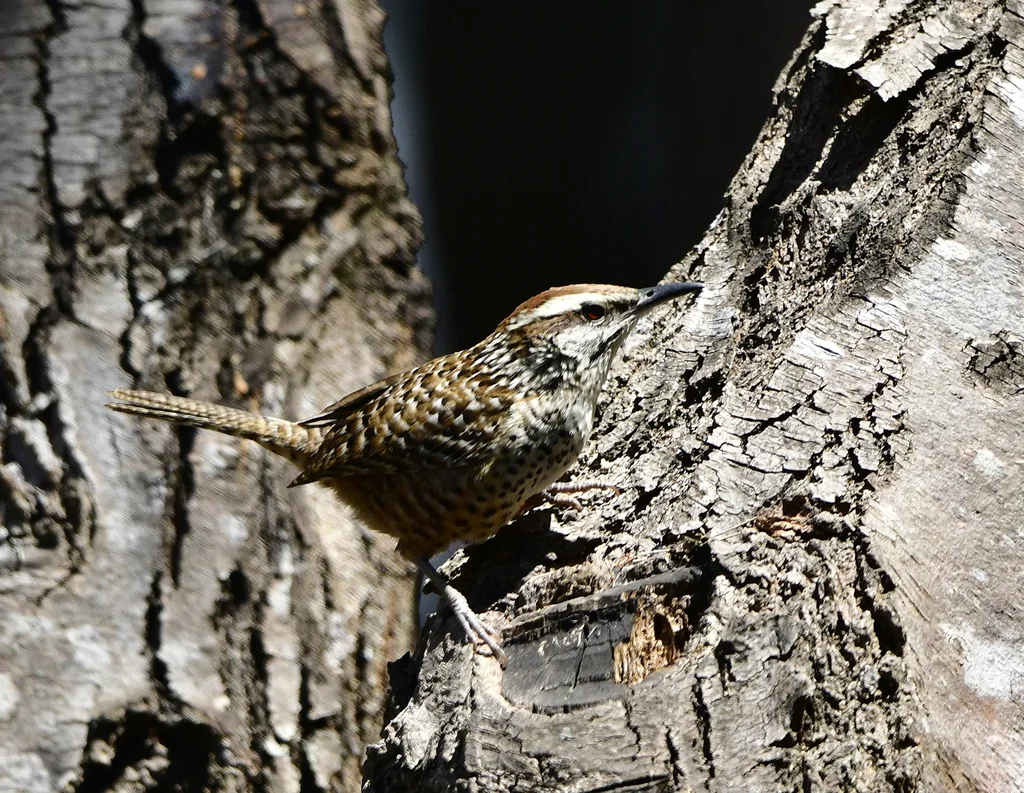 斑曲嘴鹪鹩(Campylorhynchus gularis)