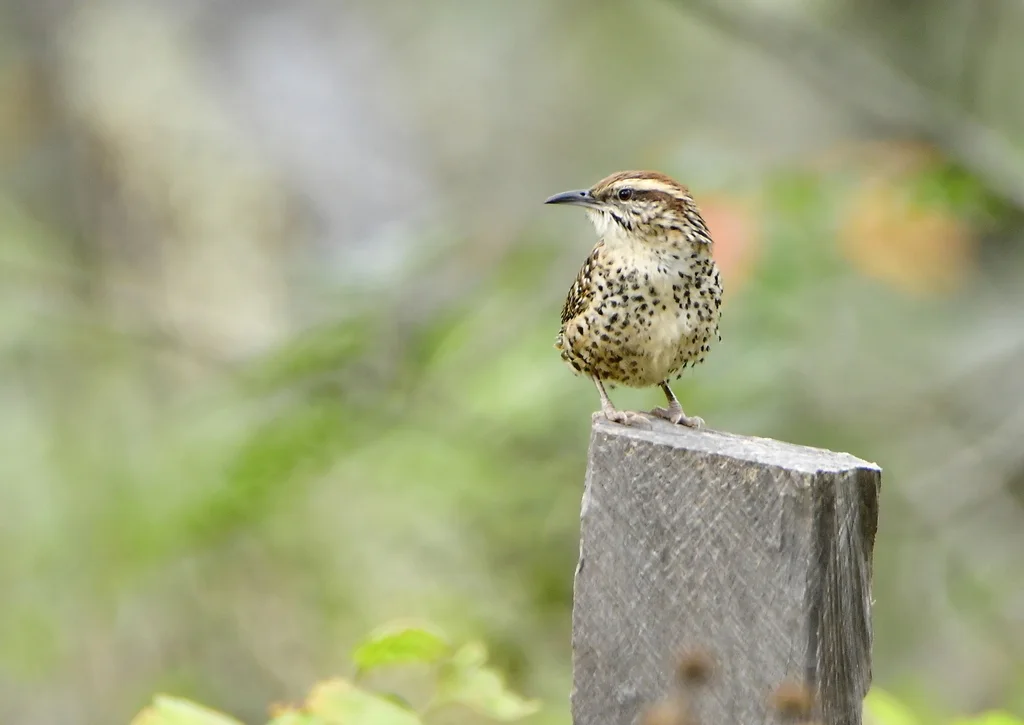 斑曲嘴鹪鹩(Campylorhynchus gularis)