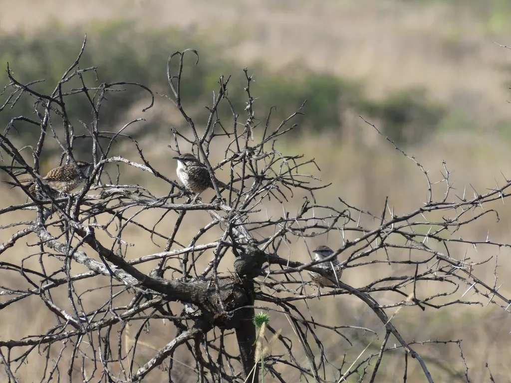 斑曲嘴鹪鹩(Campylorhynchus gularis)