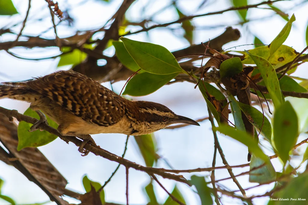 斯氏曲嘴鹪鹩（Campylorhynchus humilis）