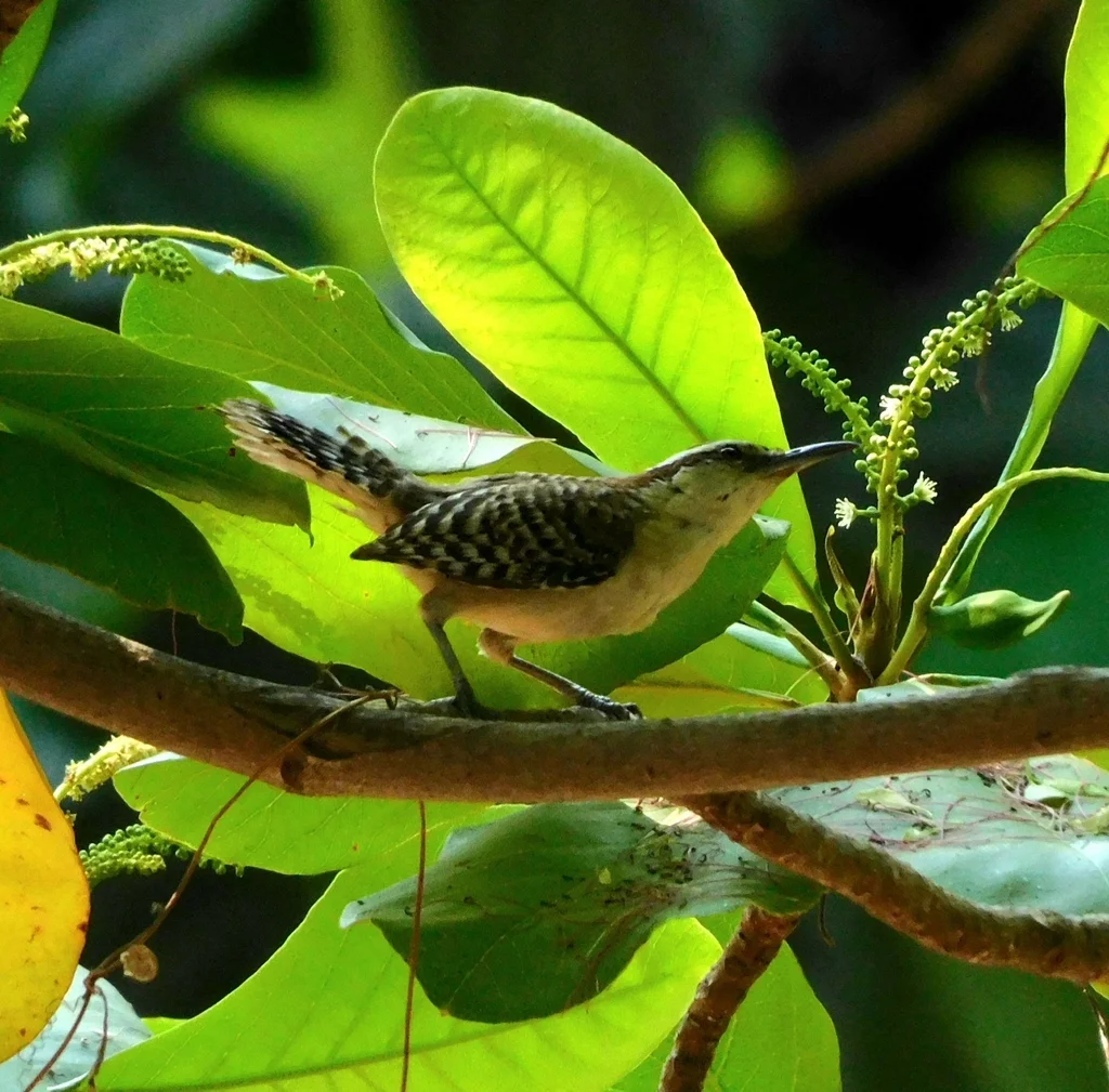 斯氏曲嘴鹪鹩（Campylorhynchus humilis）