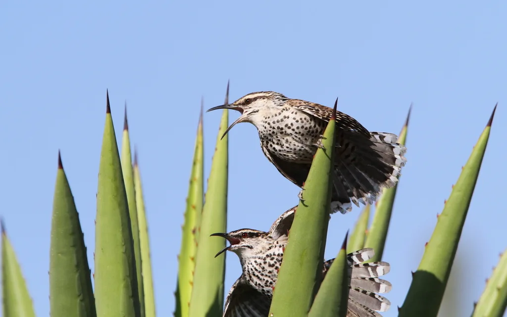 波氏曲嘴鹪鹩(Campylorhynchus jocosus)