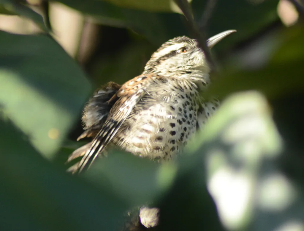 波氏曲嘴鹪鹩(Campylorhynchus jocosus)