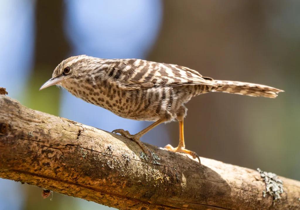 灰斑曲嘴鹪鹩(Campylorhynchus megalopterus)