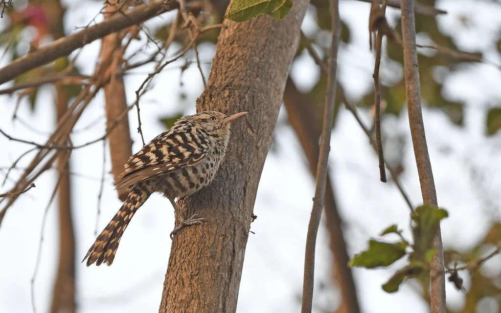 纹背曲嘴鹪鹩(Campylorhynchus nuchalis)