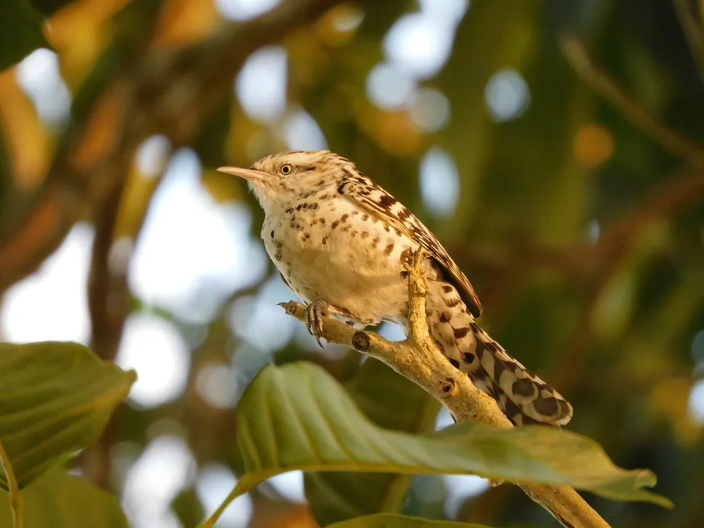 纹背曲嘴鹪鹩(Campylorhynchus nuchalis)