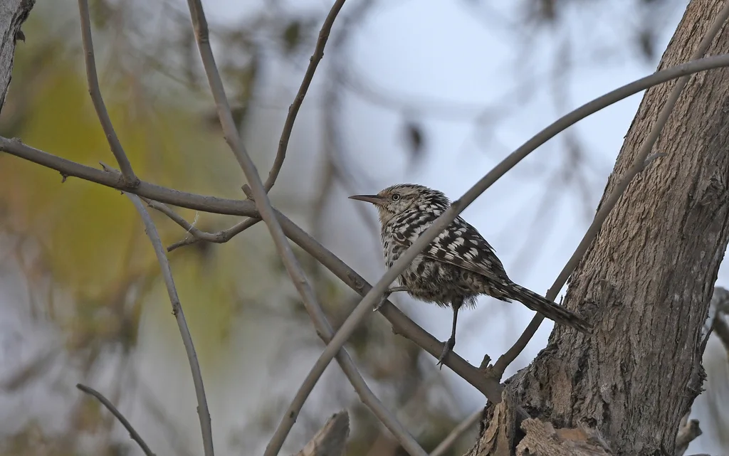 纹背曲嘴鹪鹩(Campylorhynchus nuchalis)