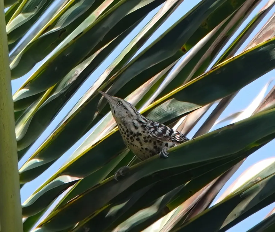 纹背曲嘴鹪鹩(Campylorhynchus nuchalis)