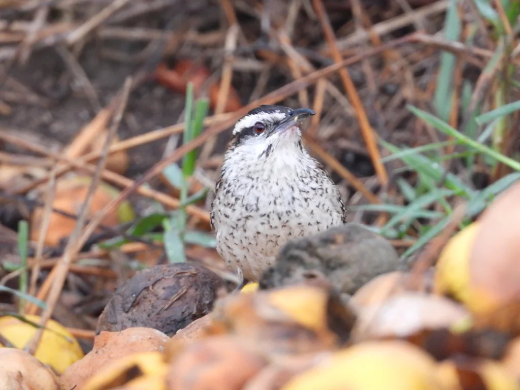 棕颈曲嘴鹪鹩(Campylorhynchus rufinucha)
