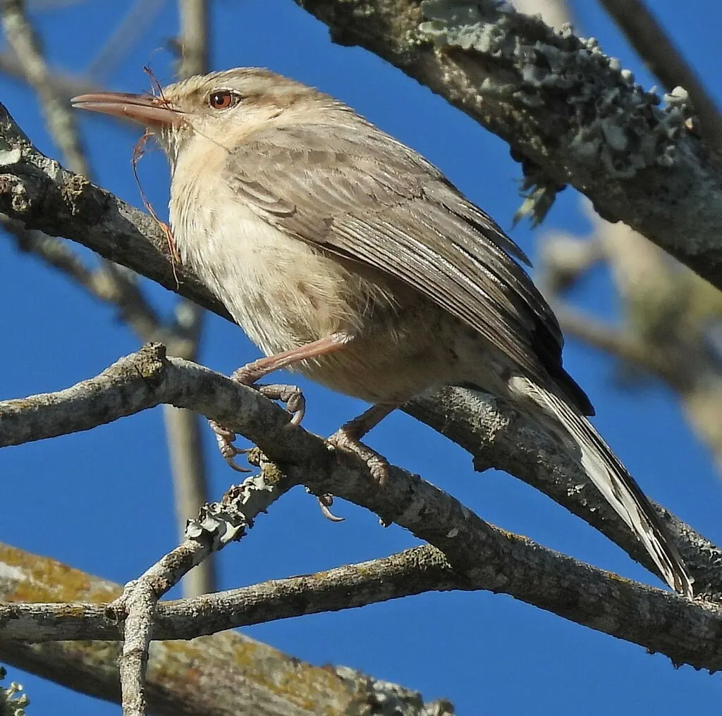 拟鸫曲嘴鹪鹩（Campylorhynchus turdinus）