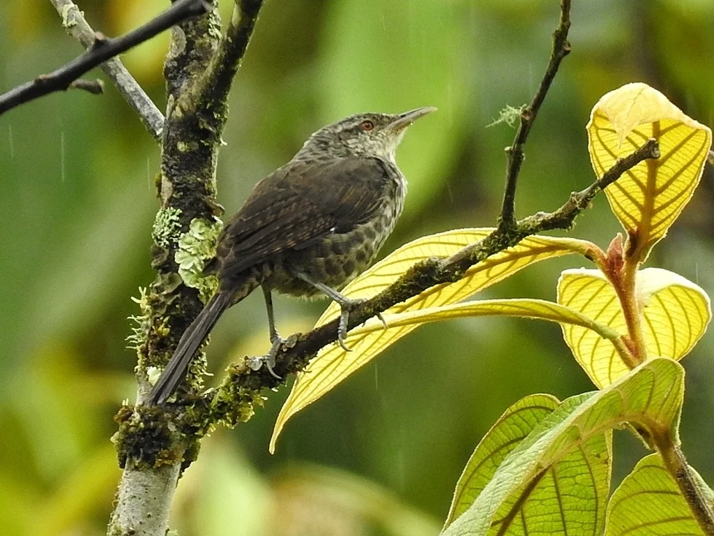 拟鸫曲嘴鹪鹩（Campylorhynchus turdinus）