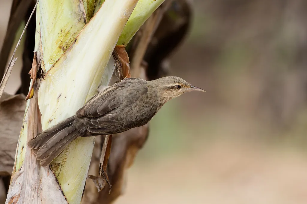 拟鸫曲嘴鹪鹩（Campylorhynchus turdinus）