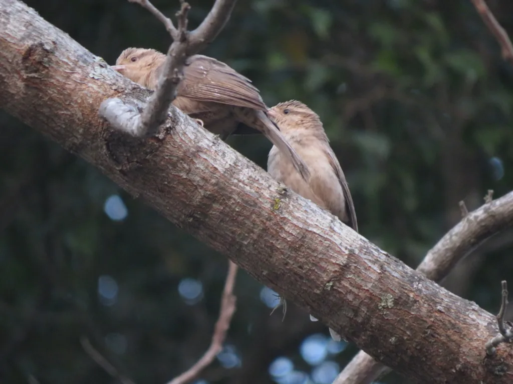拟鸫曲嘴鹪鹩（Campylorhynchus turdinus）