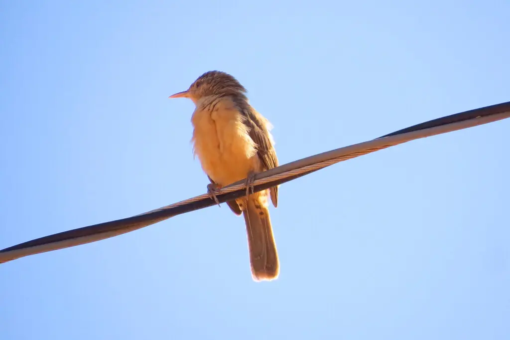 拟鸫曲嘴鹪鹩（Campylorhynchus turdinus）