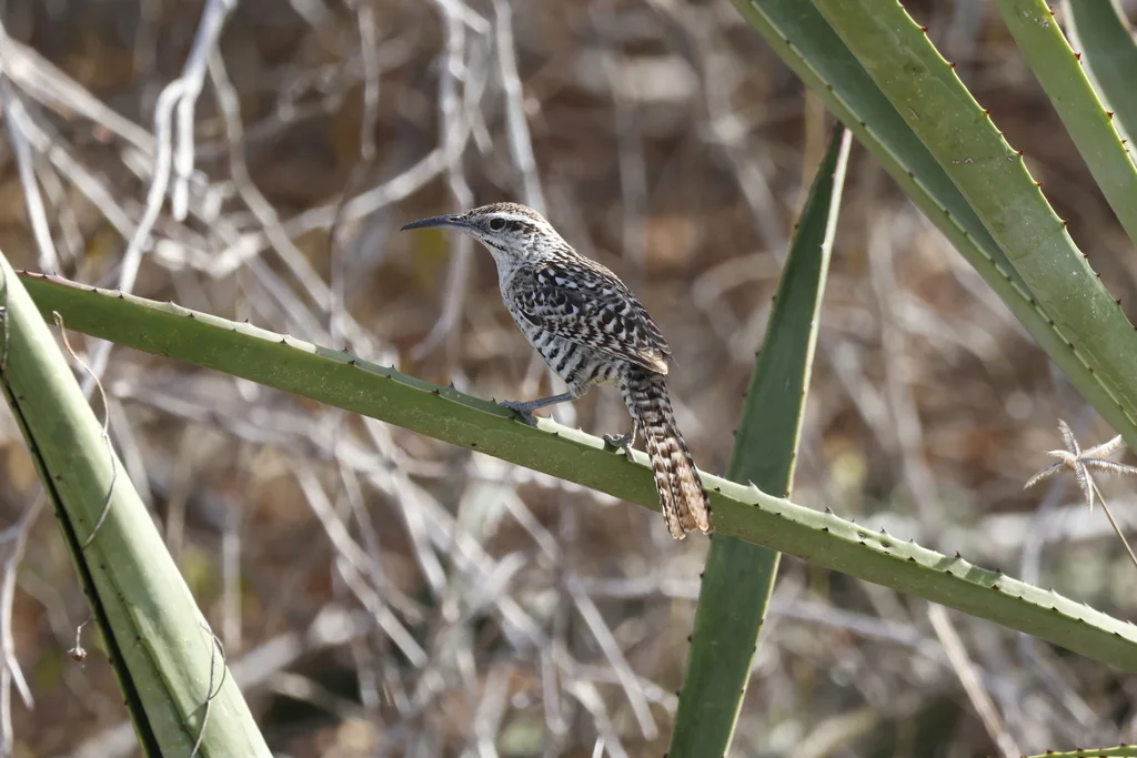 尤卡曲嘴鹪鹩(Campylorhynchus yucatanicus)