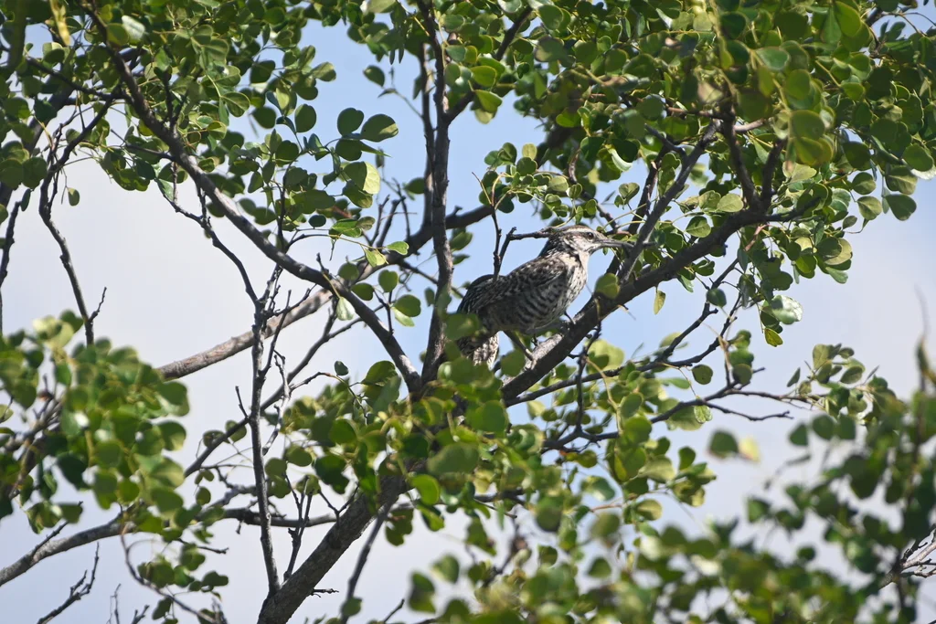 尤卡曲嘴鹪鹩(Campylorhynchus yucatanicus)