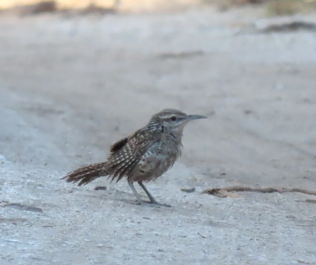 尤卡曲嘴鹪鹩(Campylorhynchus yucatanicus)