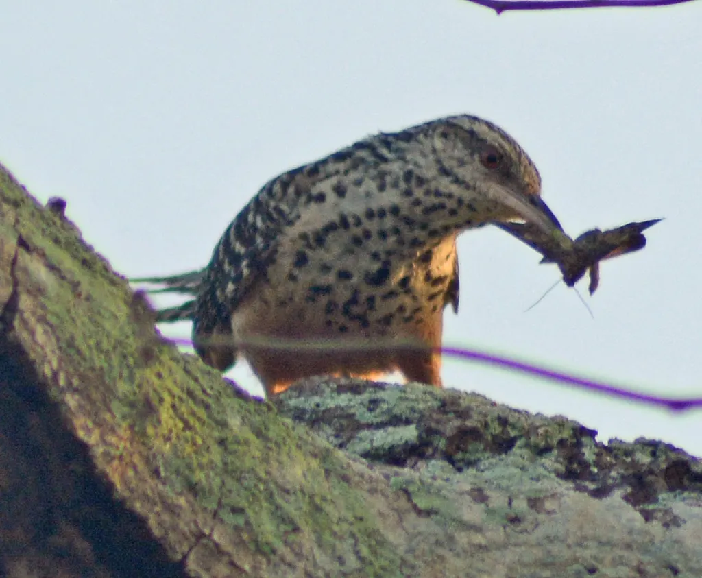 斑背曲嘴鹪鹩(Campylorhynchus zonatus)