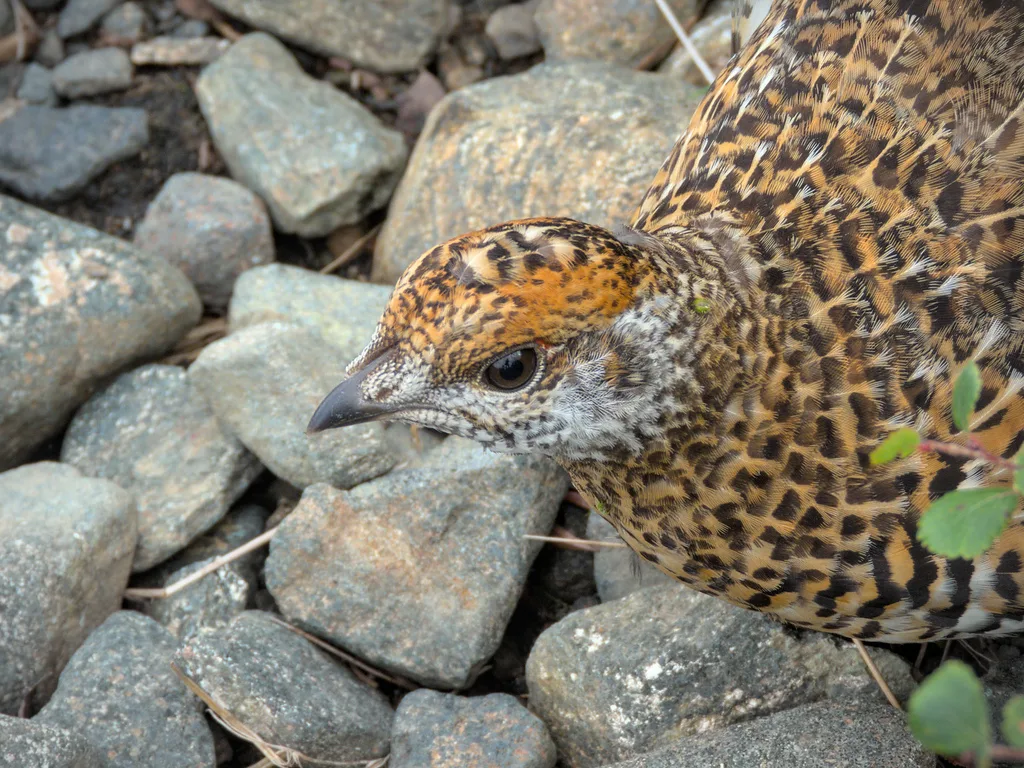 枞树镰翅鸡(Canachites canadensis)