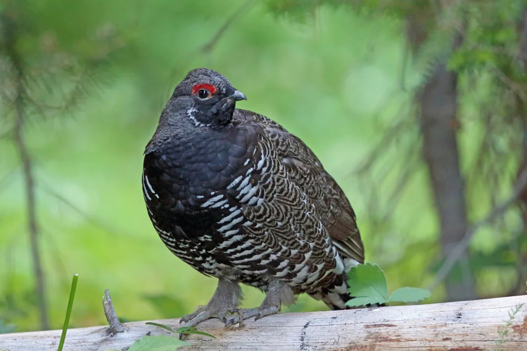 枞树镰翅鸡(Canachites canadensis)