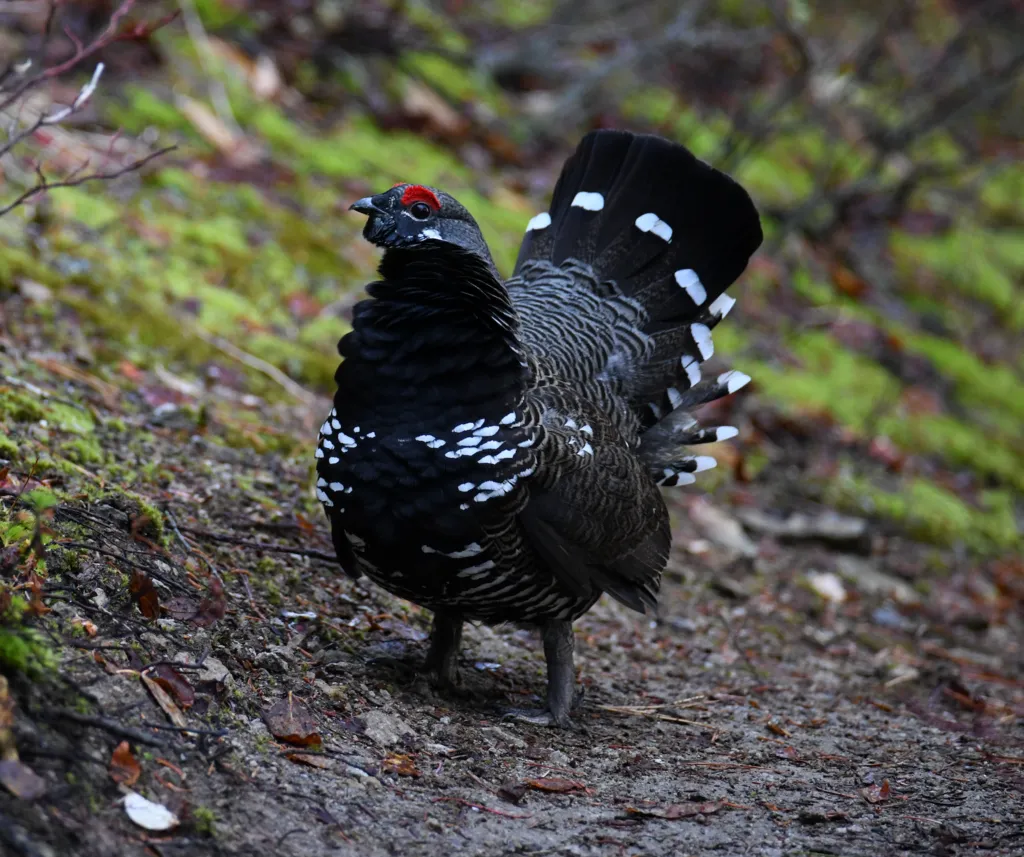 枞树镰翅鸡(Canachites canadensis)