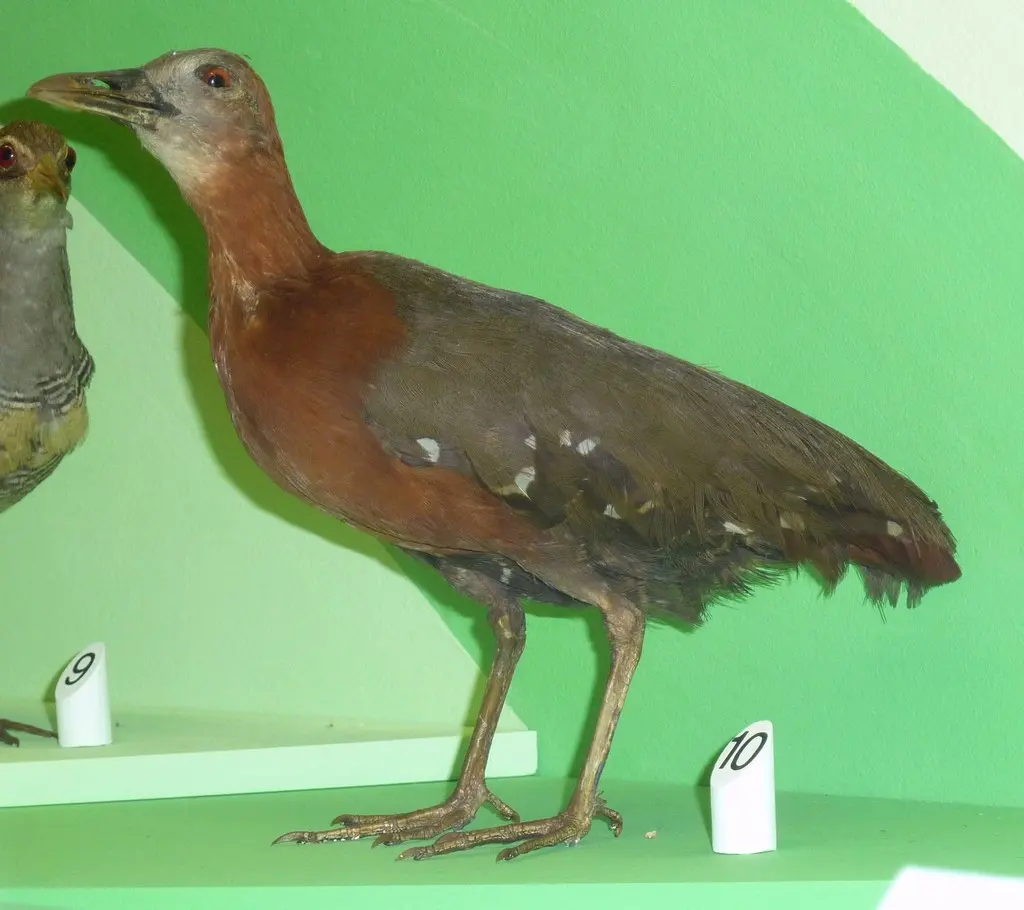 灰喉秧鸡(Canirallus oculeus)