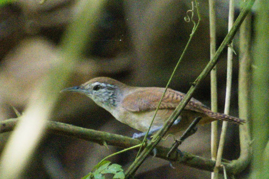 黄胸苇鹪鹩(Cantorchilus leucotis)
