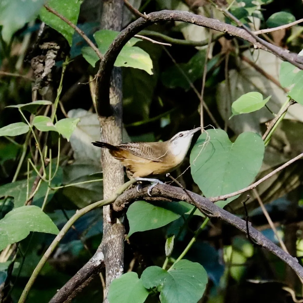 黄胸苇鹪鹩(Cantorchilus leucotis)