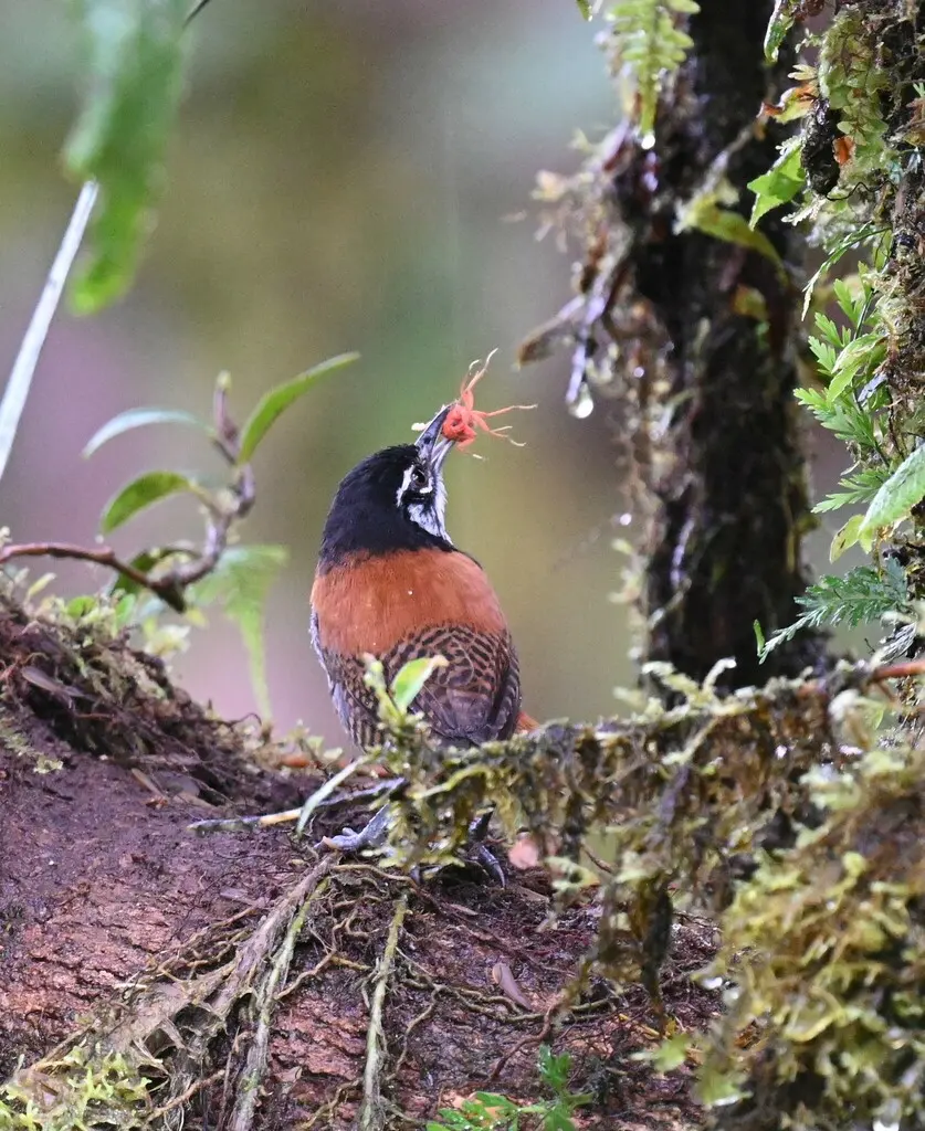 栗苇鹪鹩(Cantorchilus nigricapillus)