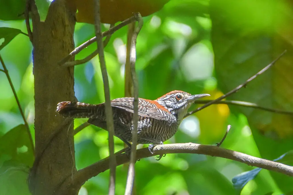 滨苇鹪鹩(Cantorchilus semibadius)