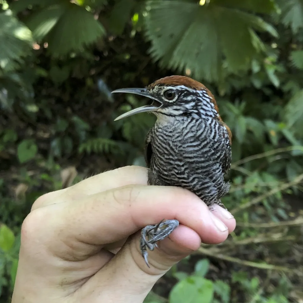 滨苇鹪鹩(Cantorchilus semibadius)