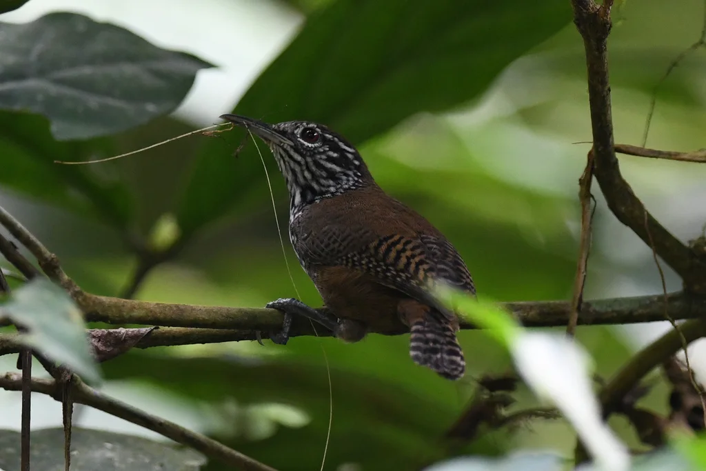 纹胸苇鹪鹩(Cantorchilus thoracicus)