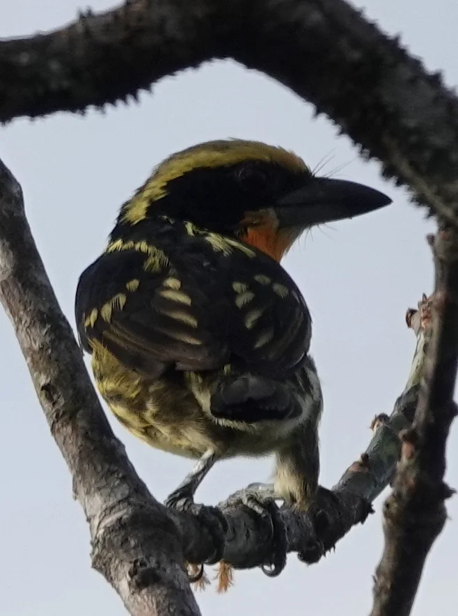 金胸拟啄木鸟(Capito auratus)