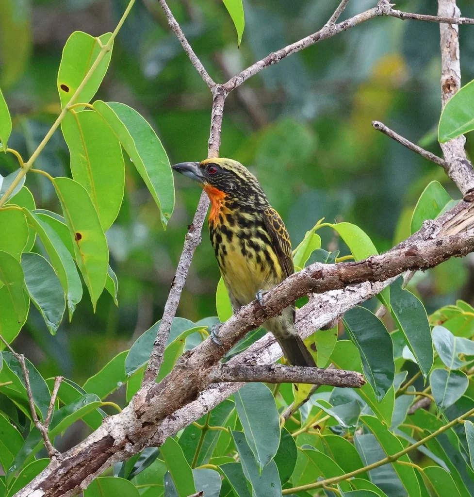 金胸拟啄木鸟(Capito auratus)