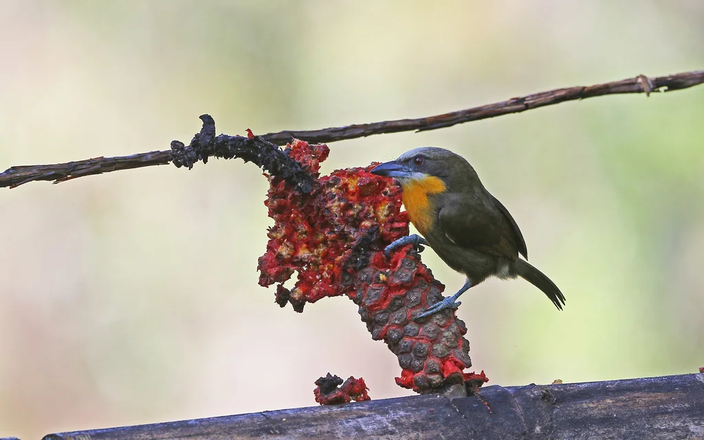 红顶拟啄木鸟(Capito aurovirens)