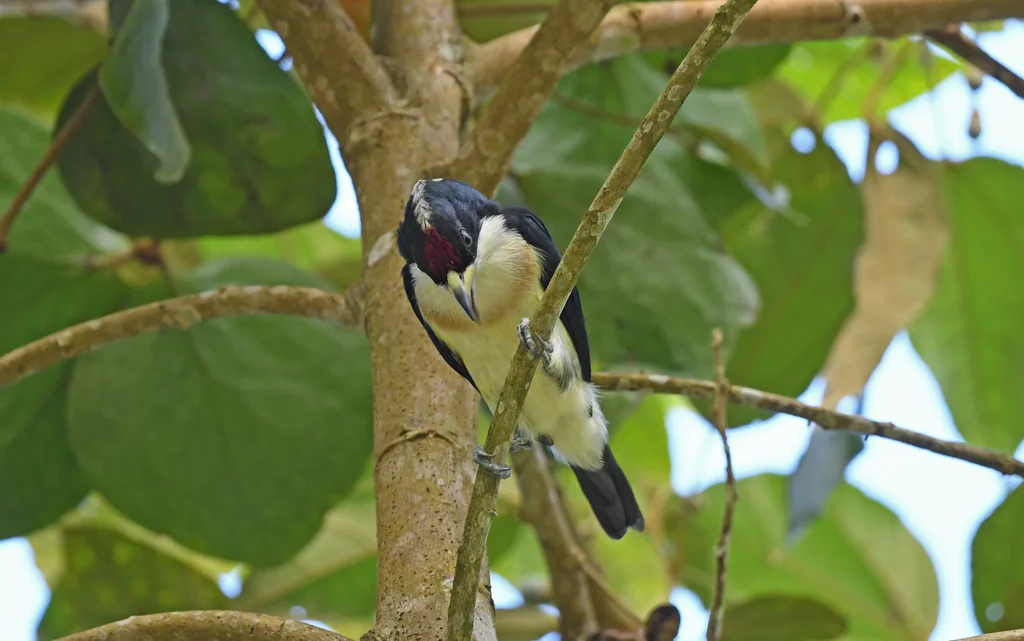 白背拟啄木鸟(Capito hypoleucus)