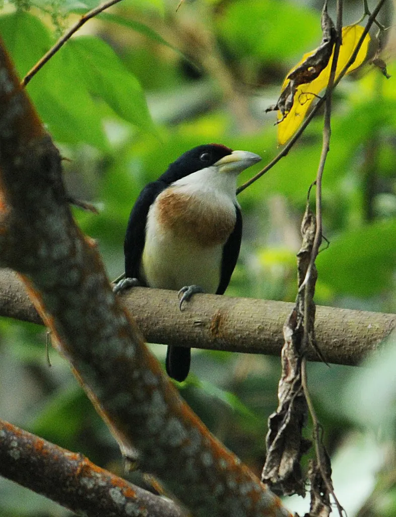 白背拟啄木鸟(Capito hypoleucus)