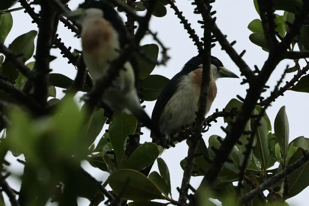 白背拟啄木鸟(Capito hypoleucus)
