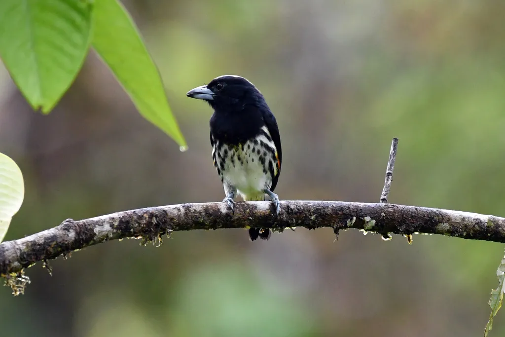 斑冠拟啄木鸟(Capito maculicoronatus)