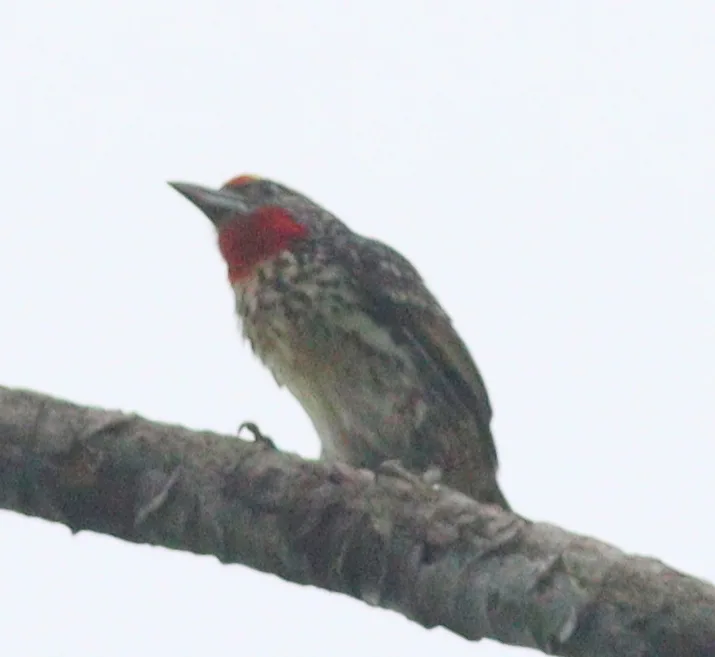红喉拟啄木鸟(Capito niger)