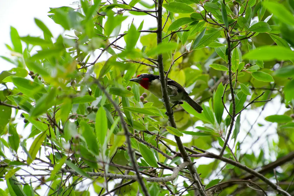 红喉拟啄木鸟(Capito niger)