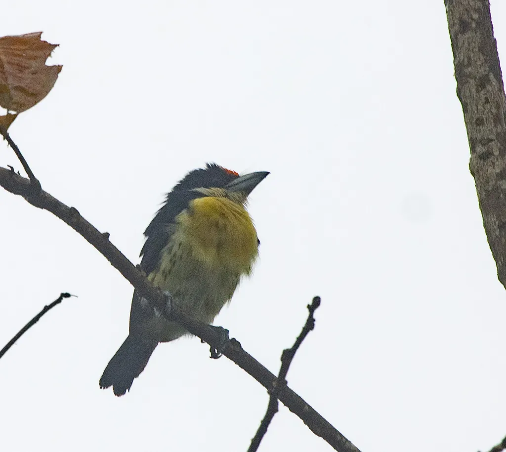 橙额拟啄木鸟(Capito squamatus)