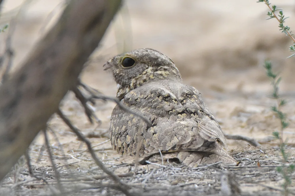 埃及夜鹰(Caprimulgus aegyptius)
