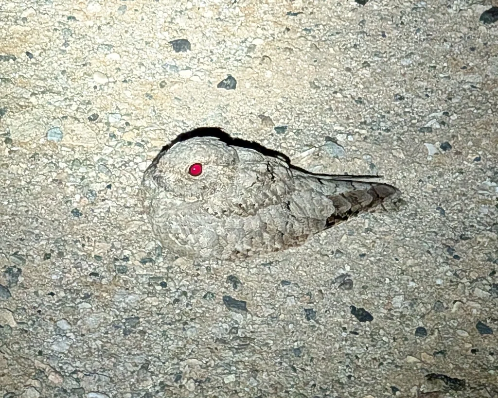 埃及夜鹰(Caprimulgus aegyptius)