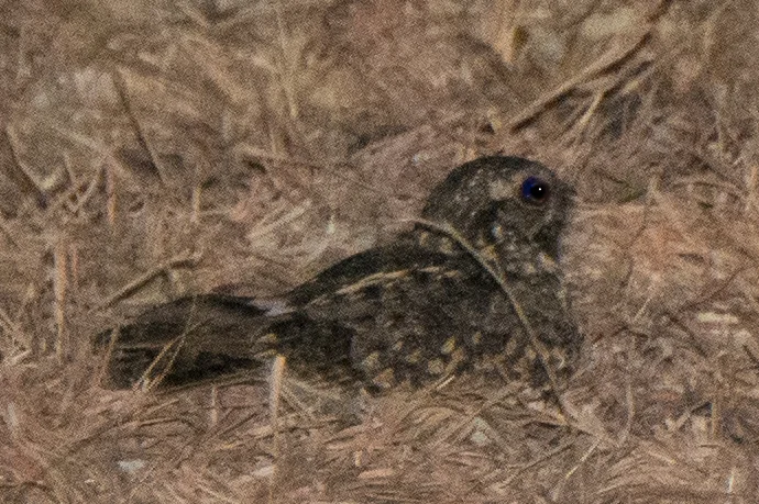 林夜鹰(Caprimulgus affinis)