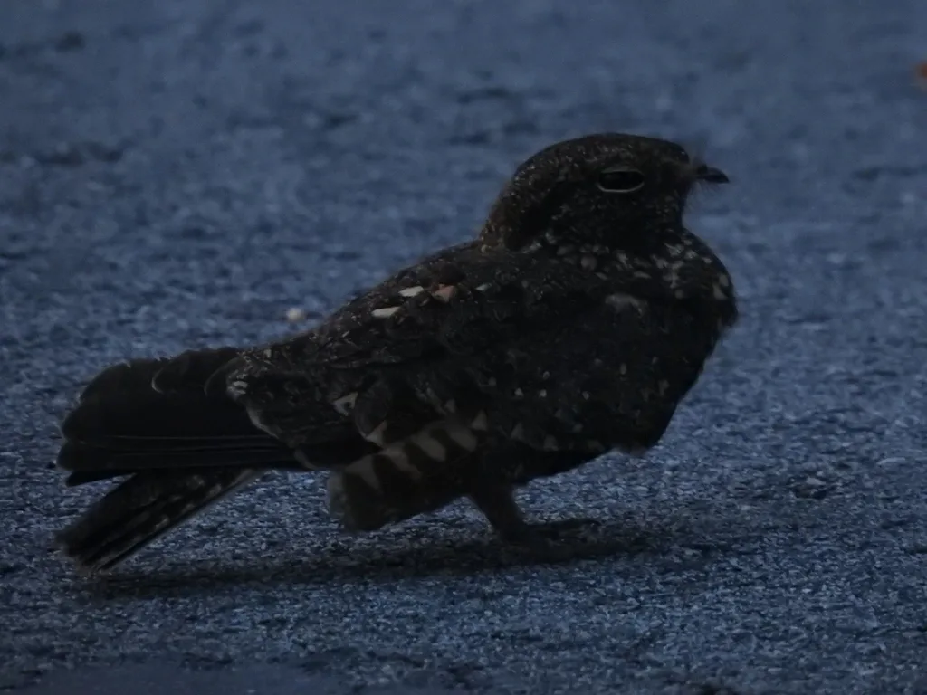 林夜鹰(Caprimulgus affinis)
