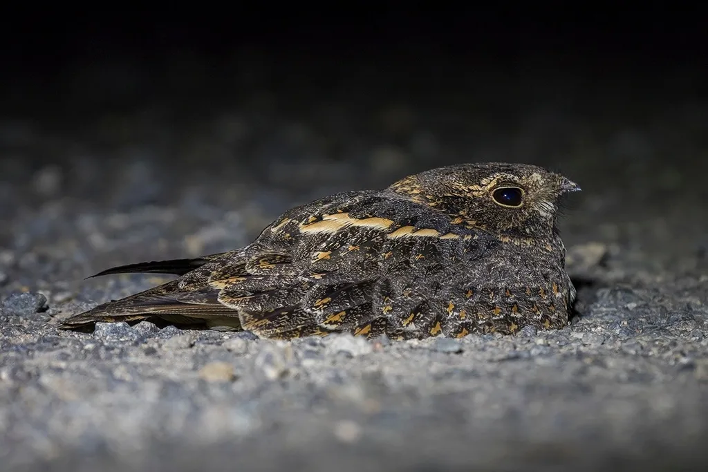 林夜鹰(Caprimulgus affinis)