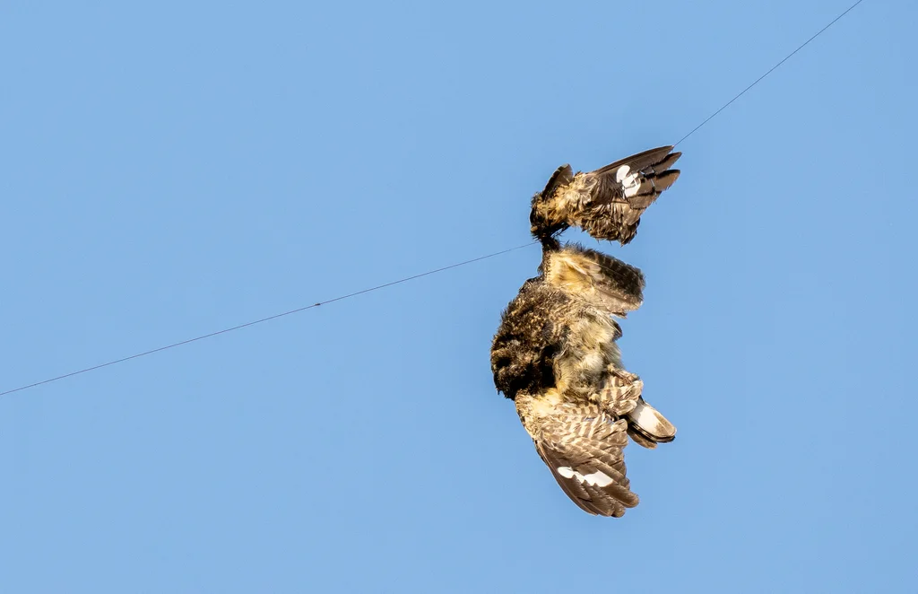 林夜鹰(Caprimulgus affinis)